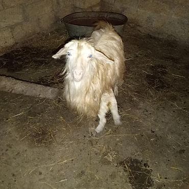 Dişi, il: 2, 25 kq, Damazlıq, Ödənişli çatdırılma