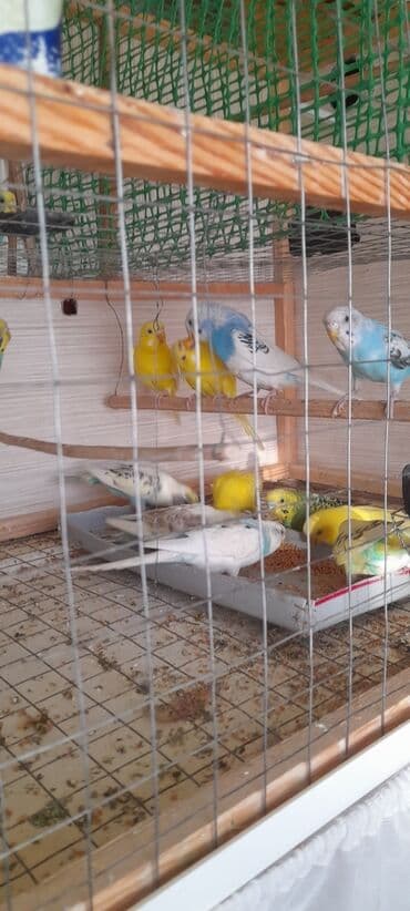 купить аквариум в баку: Topdan 10 manat qiymət sondu — 2