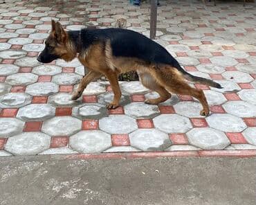 ingilis setteri it cinsinin adı: Alman çoban iti, Erkek — 2