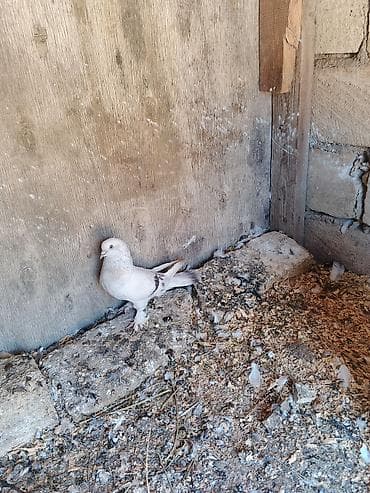 quslar: Satılır ərkək dir 30 manat — 2