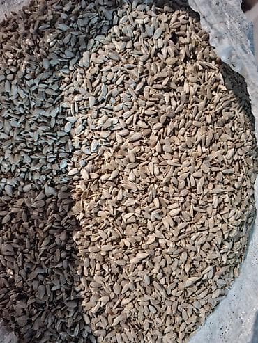 Ləpə Günəbaxan Tumları - Təmizlənmiş, qabıqsız günəbaxan ləpəsi -