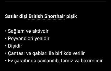 pişik ucun ev: Britan, Dişi — 2