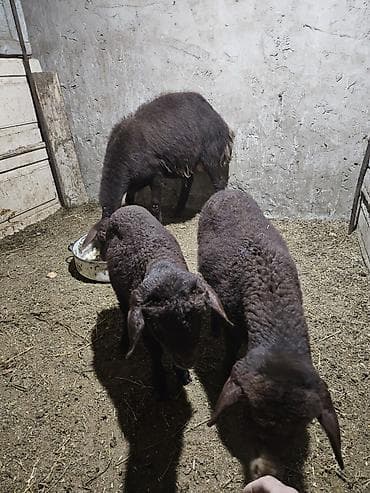 Qarabaş rəngli qoyun dəstəsi - Növ: yerli ətlik qoyun - Tərkib: ana