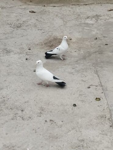 Bülbüllər: 15tuk kekilli erkey deste webeke. 12 tuk maya deste qara quyruq. cut — 7