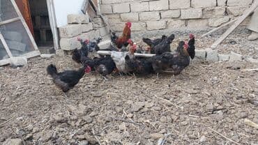 qəfəs satışı: Toyuq, Yumurtalıq — 3