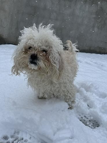 quş qefes: 3 il, Dişi, Peyvəndli, Ödənişli çatdırılma — 3