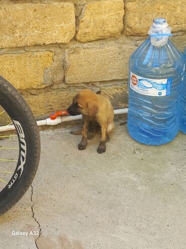 отдам собаку в хорошие руки: Акита-ину, Самец — 4