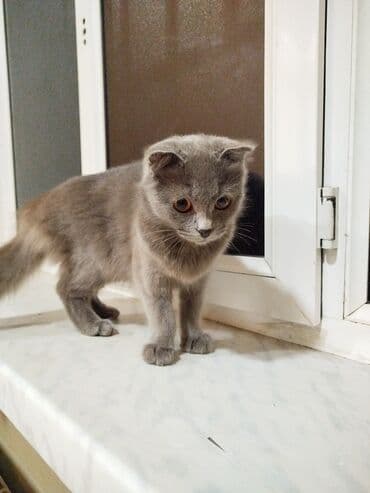 купить британская шиншилла: Шотладская вислоухая — 1