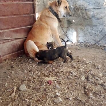 it sortları: Pitbul — 6