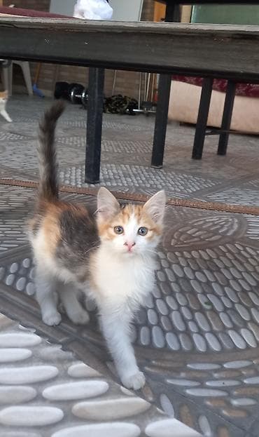 holstein inek satilir: Yaxşı əllərə — 5