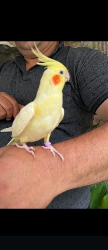 rəngli cücə: Sarı rəngli, qırmızı yanaqlı, Tutuquşu sağlamdır və bütün lazımi — 1