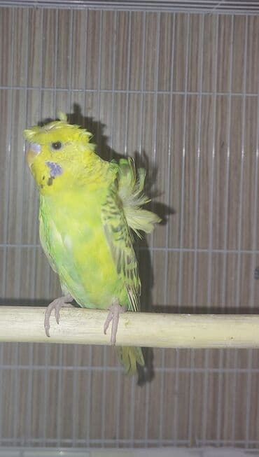 korella quşu: Salam erkey japones 3 4 ayliq erkeydi atasi texsas japones anasi — 3