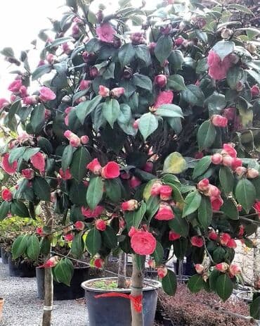 generator təmiri: Həyət və bağ sahələrinizə sarmaşıq müxtəlif qızıl güllərdən besetka — 1