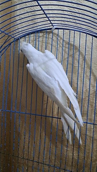 hind quşu: Ağ yanaqsiz karella hazir qizğin erkəkdir 10 ayliq xahiş edirəm fikri — 4