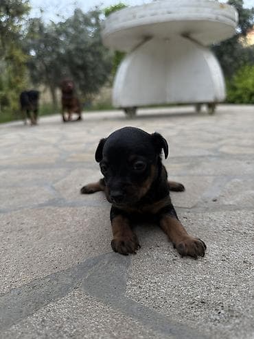 it satilir ucuz: Miniatür pinçer, 1 ay, Dişi, Peyvəndli, Ünvandan götürmə — 2