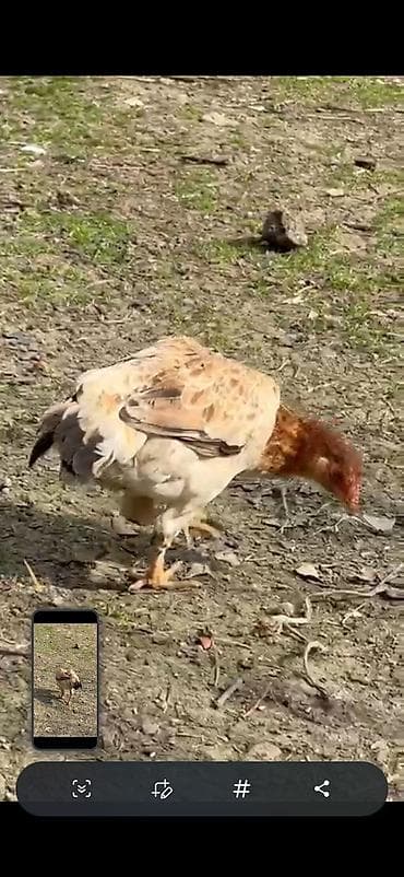 doberman qiyməti: Toyuq cücələri, Ətlik — 2