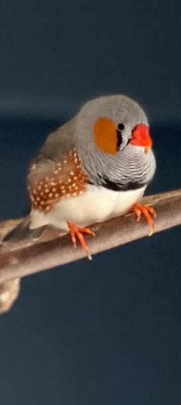 qulda amadin: Zebra amadini (taxta perch üzərində və qəfəsdə yuva ilə birlikdə — 3