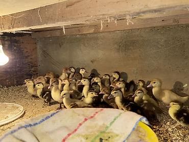 dovsan yemi: Lal ördək balalrı cinsdilər Krasnadar,zümrüdü,lavanda və yerli 3 - — 1