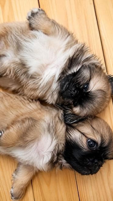 Pekines, Peyvəndli lalafo.az -da Pekines, Peyvəndli