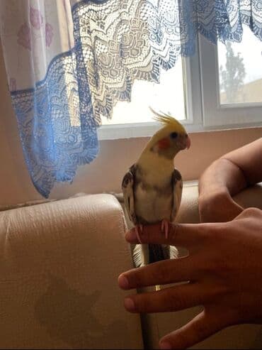 Кошки: Qəfsle satlir tam ələ orgenmis korella elde yem yeyir ciyde durur cox — 1