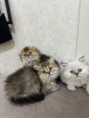 сколько стоит британский котёнок: Dişi britan pişik balası — 2