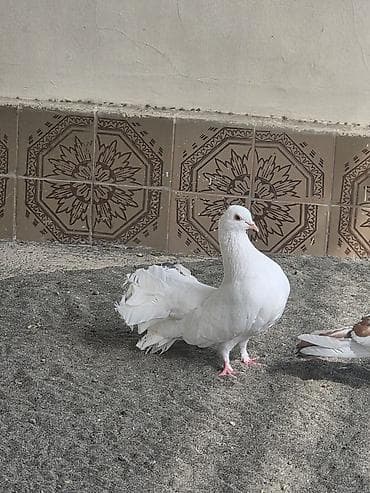goyərclər: Ag pavlin tam saglam qzgn mayadir başı esenlerdendi — 2