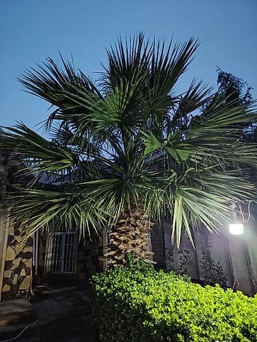 palma agaclari: Dekorativ palma ağacı – bağ və həyət üçün - Növ: Fan formalı — 5