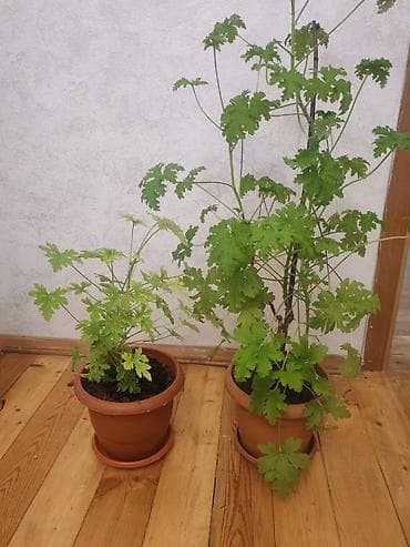 ciledagi bitkisi: Qoxulu sardunya (Pelargonium graveolens) – saksıda otaq bitkisi - — 3