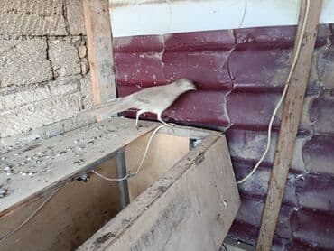 dovşan satişi: 1 ədəd limonu qirqovul satılır 10 aylıqdı tam sağlamdır — 2