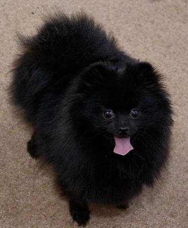 Balıqlar: Şpitz, Peyvəndli, Ünvandan götürmə — 1