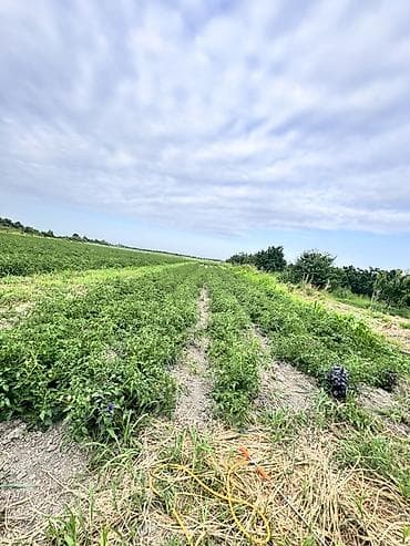 udi hindi bitkisi: Məhsul: Meyvə bağçısı üçünəlin sahəsi - Torpaq örtüyü: sıralararası — 10