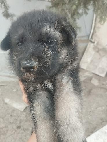 dog argentino: Alman çoban iti, 1 ay, Ünvandan götürmə — 5