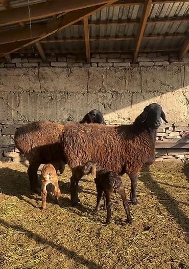at balaları: Saxlama üçün damda bəslənən, yerli ətlik istiqamətli qoyunlar – — 8