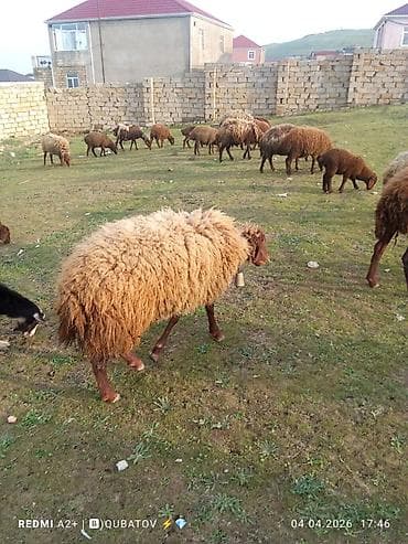 dovşan haqqında məlumat: Erkey toğulu satılır istəyən olsa yazsın video sun atım baxın real — 8