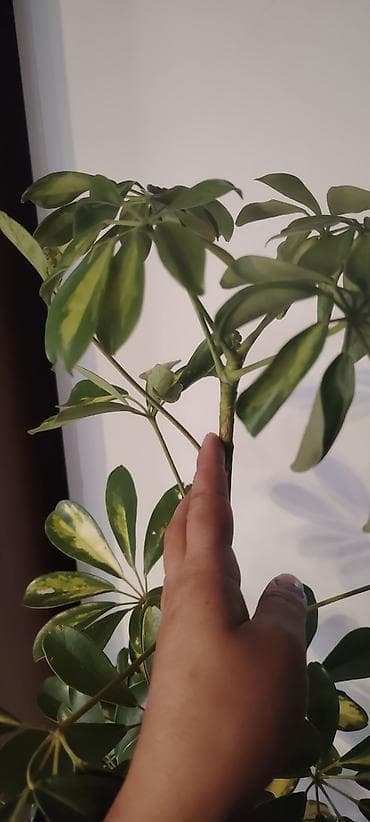 Çöl bitkiləri: Şeflera (Schefflera arboricola) – variegat yarpaqlı otaq bitkisi Bitki — 3