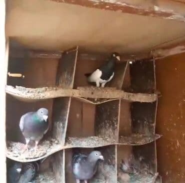 əbabil quşunun qiyməti: Göyərçinlər
cütü 35 AZN — 6