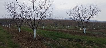 karavan satışları: 36000 sot, Kənd təsərrüfatı, Kupça (Çıxarış) — 5