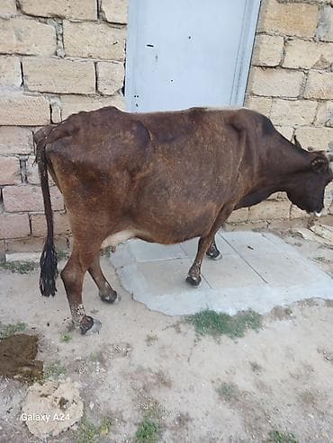ordək bala: İnəkler satilir ana bala boyuk ineyin balasi disidi hemde bogazdi o — 10