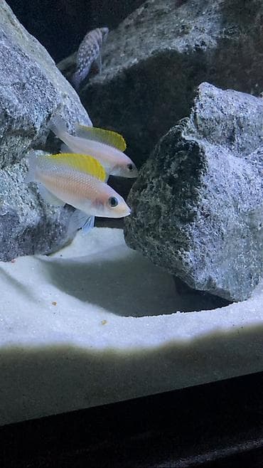 nere balığı: Baliq. Tanganika. Рыба. Salam aleykum Neolamprologus caudopunctatus — 1
