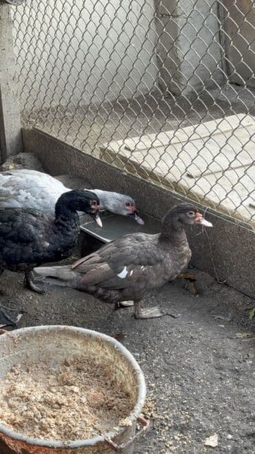 cins ineklerin qiymeti: Erkeyler 45 manat fereler 35 manata istiyen olsa vacapda elaqe — 6