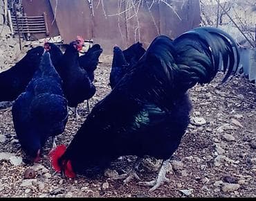 broyler cuce satisi: Toyuq, Australorp, Yumurtalıq, Ödənişli çatdırılma — 3