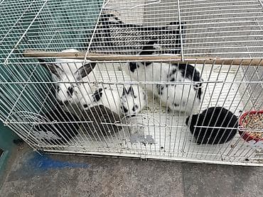 van pisiyi satilir: Dovşan ailesi satılır 5 bala 1ana 1ata hamısı bir yerde 50 manat son — 3