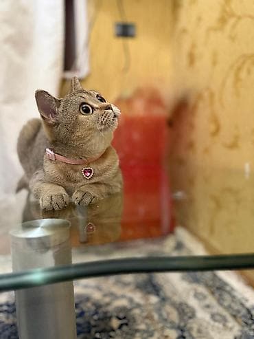 itiler: Şotland yastı qulaq — 5