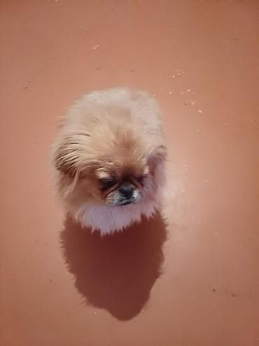 Pekines, 8 ay, Erkek, Peyvəndli, Ünvandan götürmə