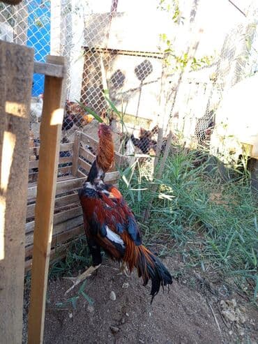 arpa toxumu satışı: Heyratı xoruz satılır 8-ayliqdi 60 AZN satılırbarterdə olunur — 2