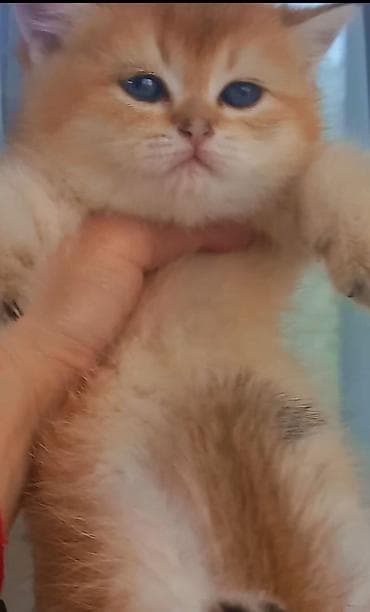 ev goyercinleri: Britan, Erkək, Dişi, Yaxşı əllərə, Ünvandan götürmə — 4