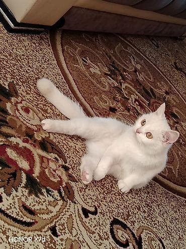 Кошки: Ağ tüklü sarı göz Van Kedisi cinci ev pişiyi - Tam ağ rəngli, yumşaq — 1