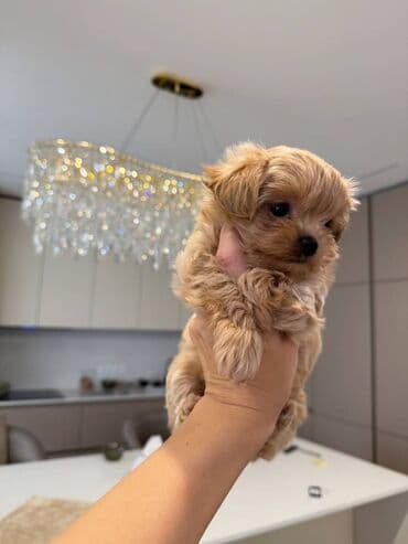 itləe: Самец — 3