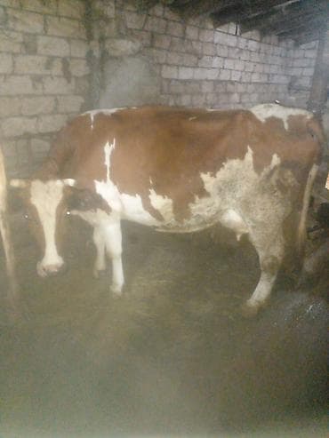 hinduska balasi satilir: Düyə14.16l.aprelin 3də.buğaya gəlib.anqus maya erkək balaynan.qırmızı — 8