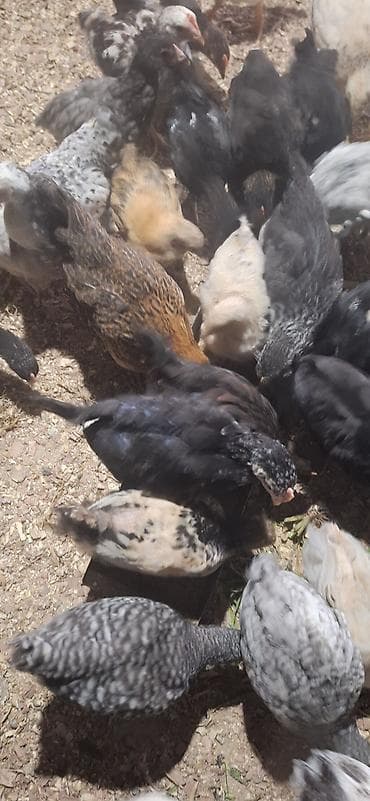 heyvan per page 40: Toyuq, Damazlıq, Pulsuz çatdırılma, Ödənişli çatdırılma — 10